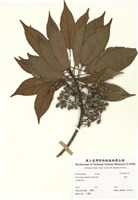 藏品(薯豆)的圖片